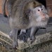 monkey_macaque_balinese_mf_ubud_v_1089_bal4807.jpg